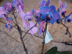Valentine Orchids